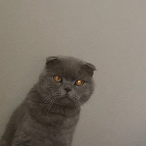 Meet your Posher, Sophia